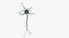 Neurons