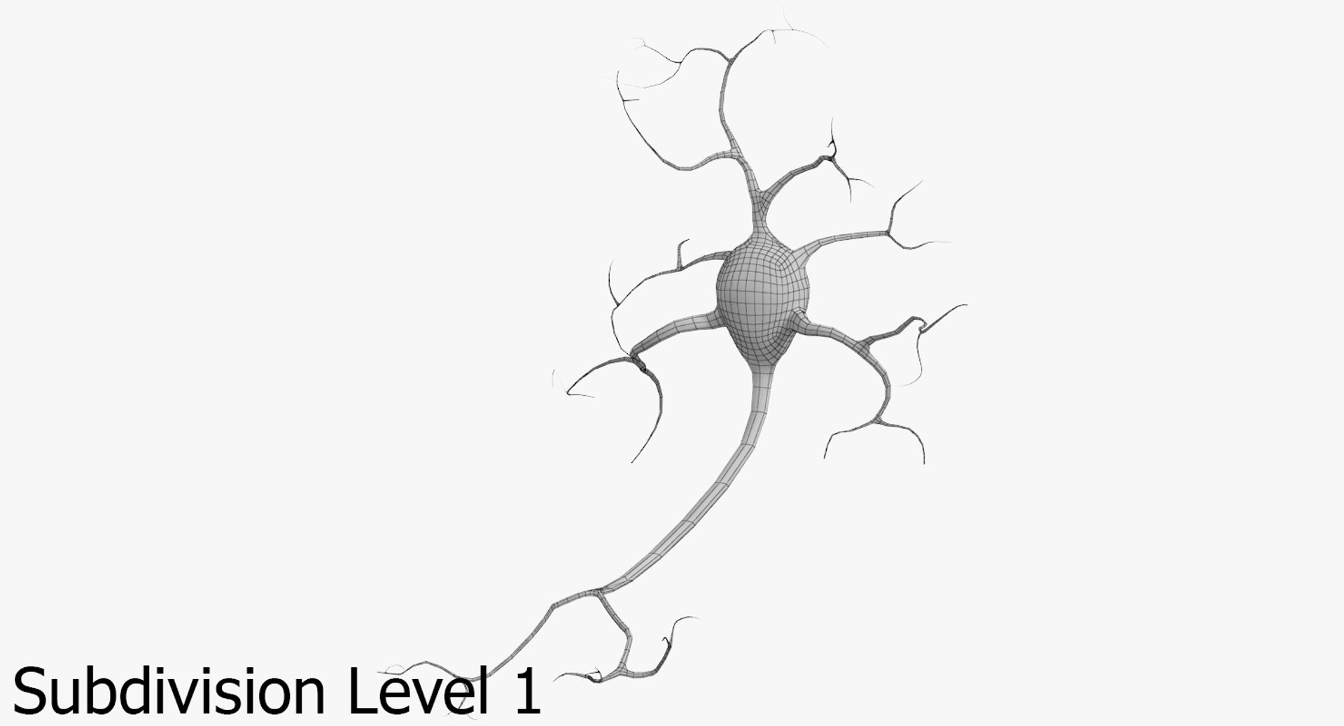 neurons 3D model https://p.turbosquid.com/ts-thumb/eD/q6VG81/OHNivVlC/sm_1_1/jpg/1514661648/1920x1080/fit_q87/910bcc4b11ffb88d0dc67a5d330dd51d441fc94c/sm_1_1.jpg