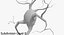 Neurons