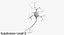 Neurons