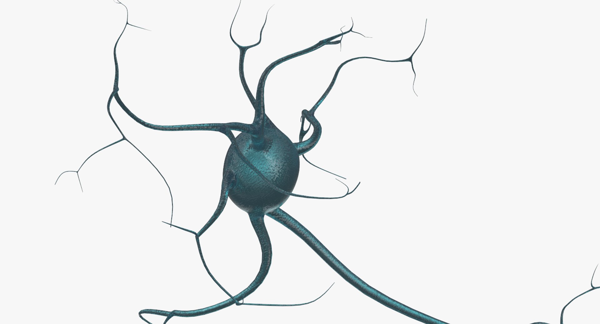 neurons 3D model https://p.turbosquid.com/ts-thumb/eD/q6VG81/zNlvOuoI/10/jpg/1514661648/1920x1080/fit_q87/c4259a72f38089db8df2f4867ae4f79668a7533b/10.jpg