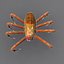 Horror Camel Spider