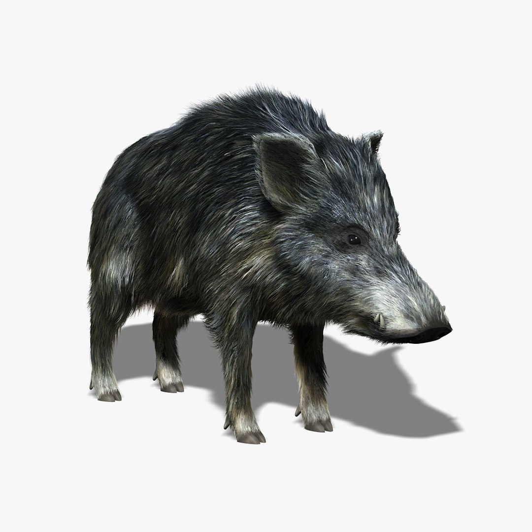 ★MPB Wild Boar★SR★Fade bream 2★ Premium Blend Genetics