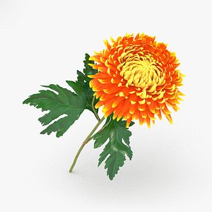 3D chrysanthemums flowers plant
