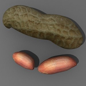 peanut 3d model