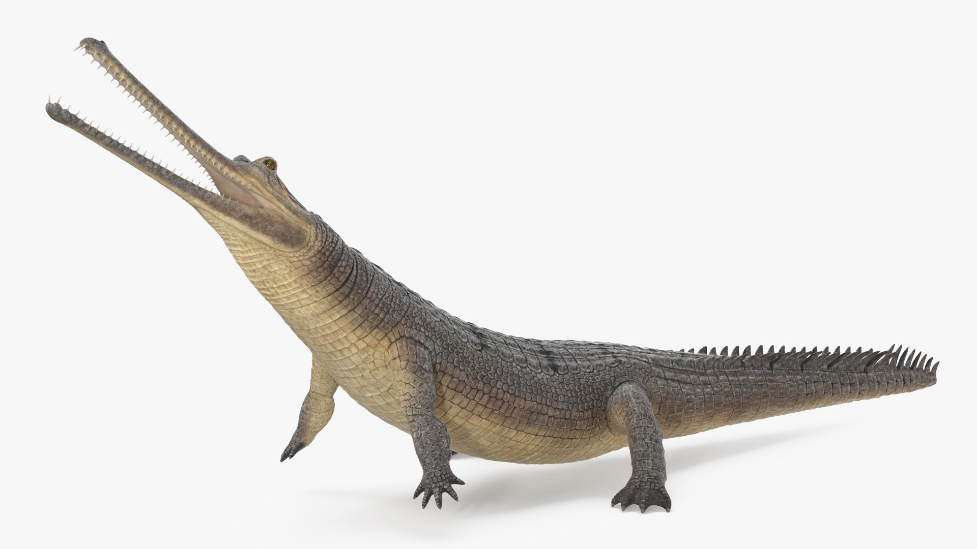 Indian Gharial Crocodile Rigged 3D model preview
