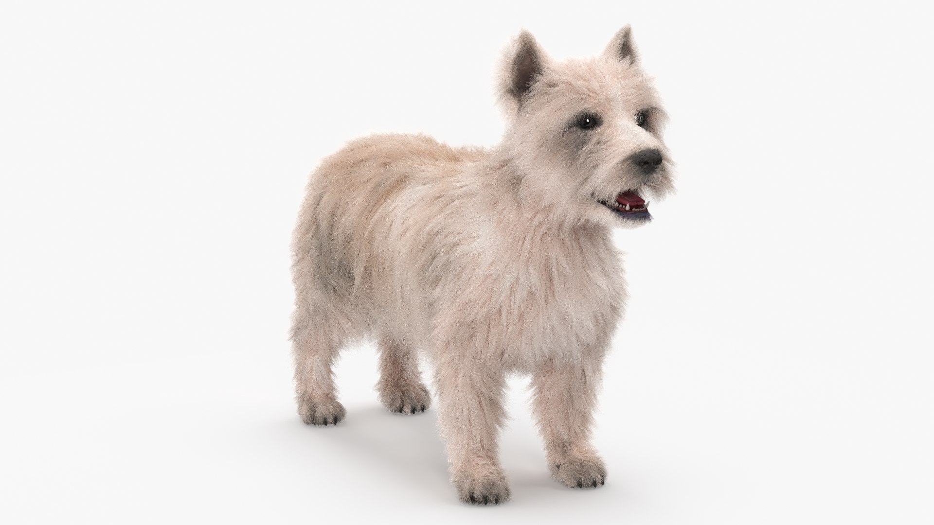 Mongrel Dog Cream Fur Rigged for Maya 3D model preview