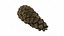 Fir Cones Set 3