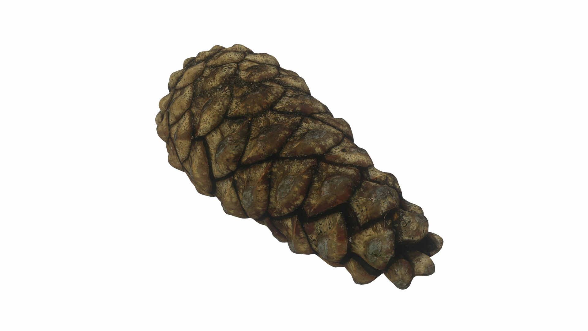 Fir Cones Set 3 3D model https://p.turbosquid.com/ts-thumb/eE/miNcrd/3q/fircone1/jpg/1645562446/1920x1080/turn_fit_q99/431e7dacacbef0626e59c71d05e968ee9462c99c/fircone1-1.jpg