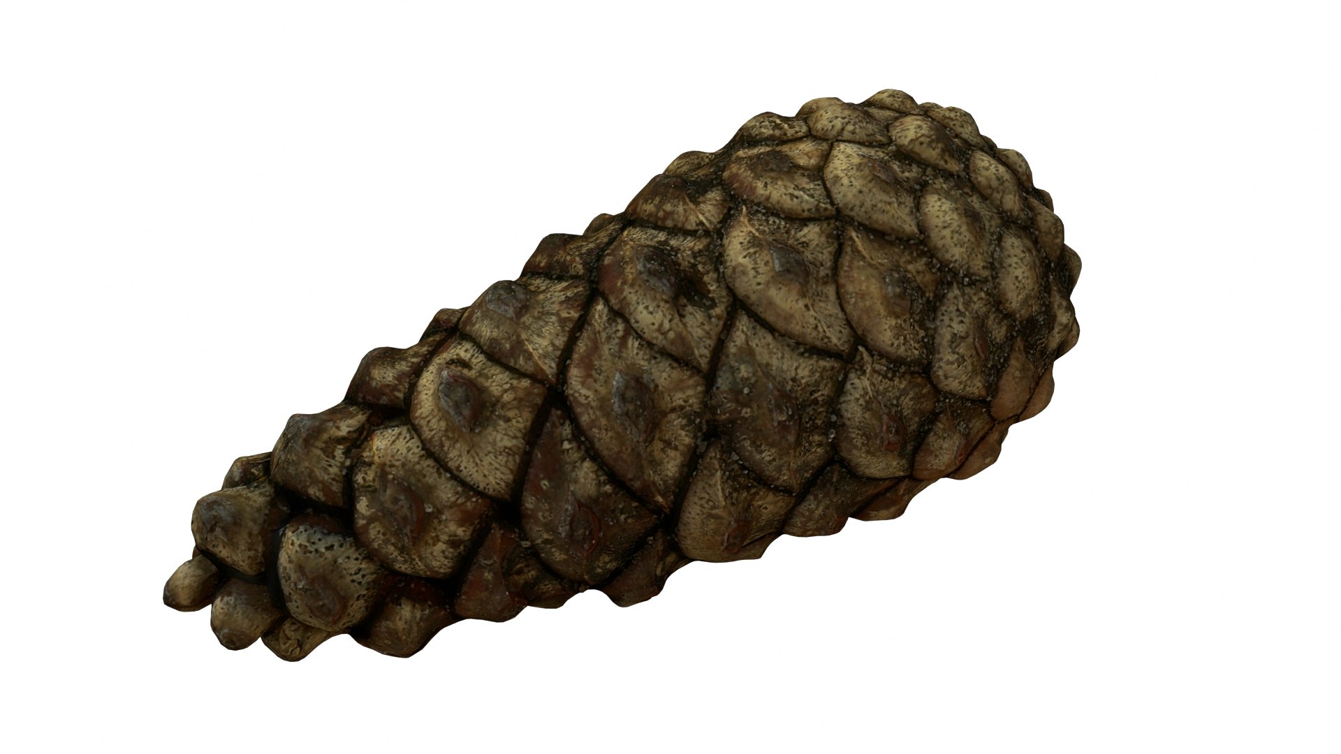 Fir Cones Set 3 3D model https://p.turbosquid.com/ts-thumb/eE/miNcrd/6G/fircone1_preview02/jpg/1645563461/1920x1080/fit_q87/dc99960ffb7d40582e8548e21632b3bc694d340f/fircone1_preview02.jpg