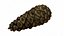 Fir Cones Set 3