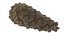 Fir Cones Set 3