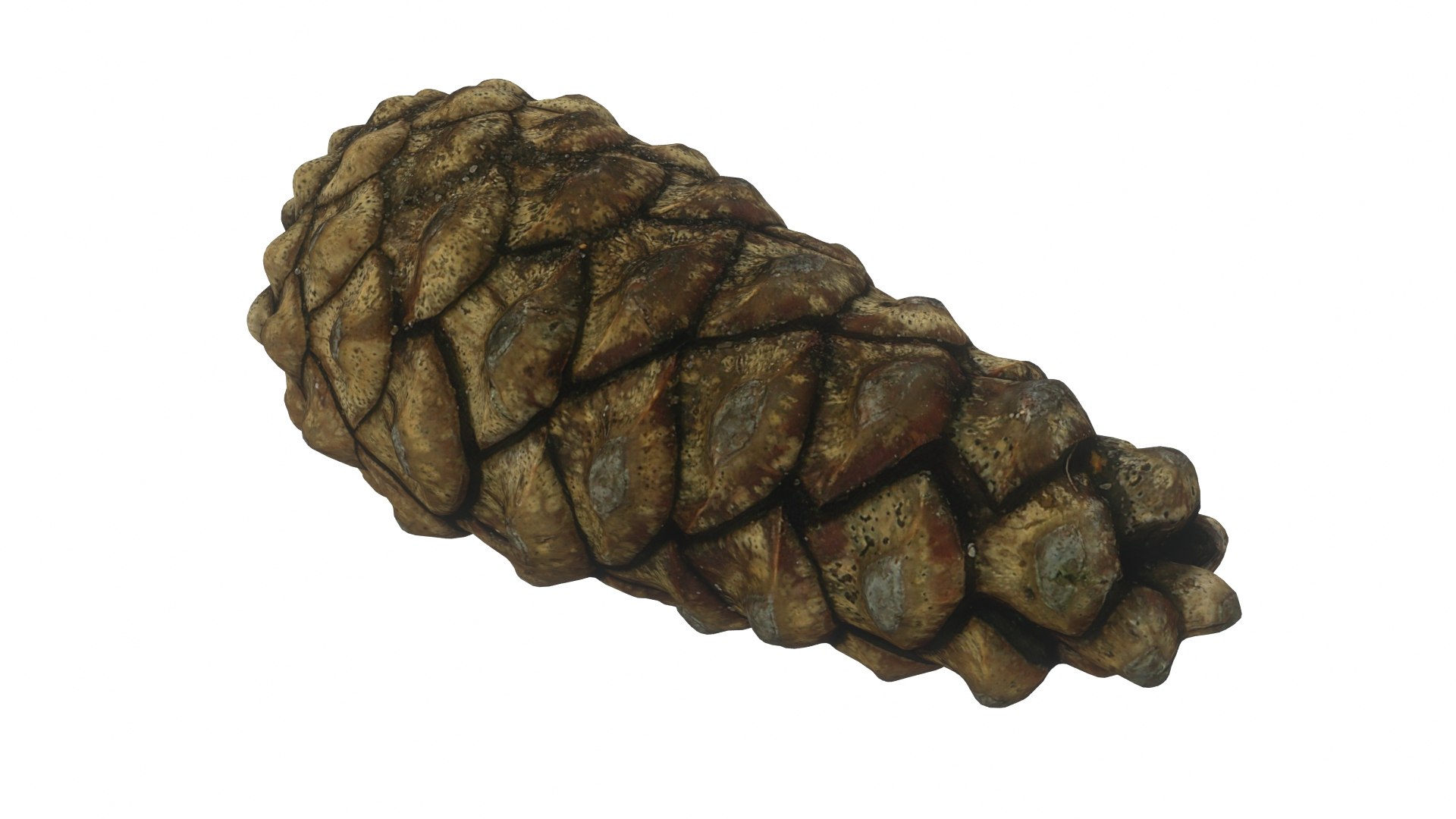 Fir Cones Set 3 3D model https://p.turbosquid.com/ts-thumb/eE/miNcrd/AF/fircone1_preview01/jpg/1645563466/1920x1080/fit_q87/96e9c85889e27e5bab5e2d0fd3ba8f90396839cd/fircone1_preview01.jpg