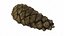 Fir Cones Set 3