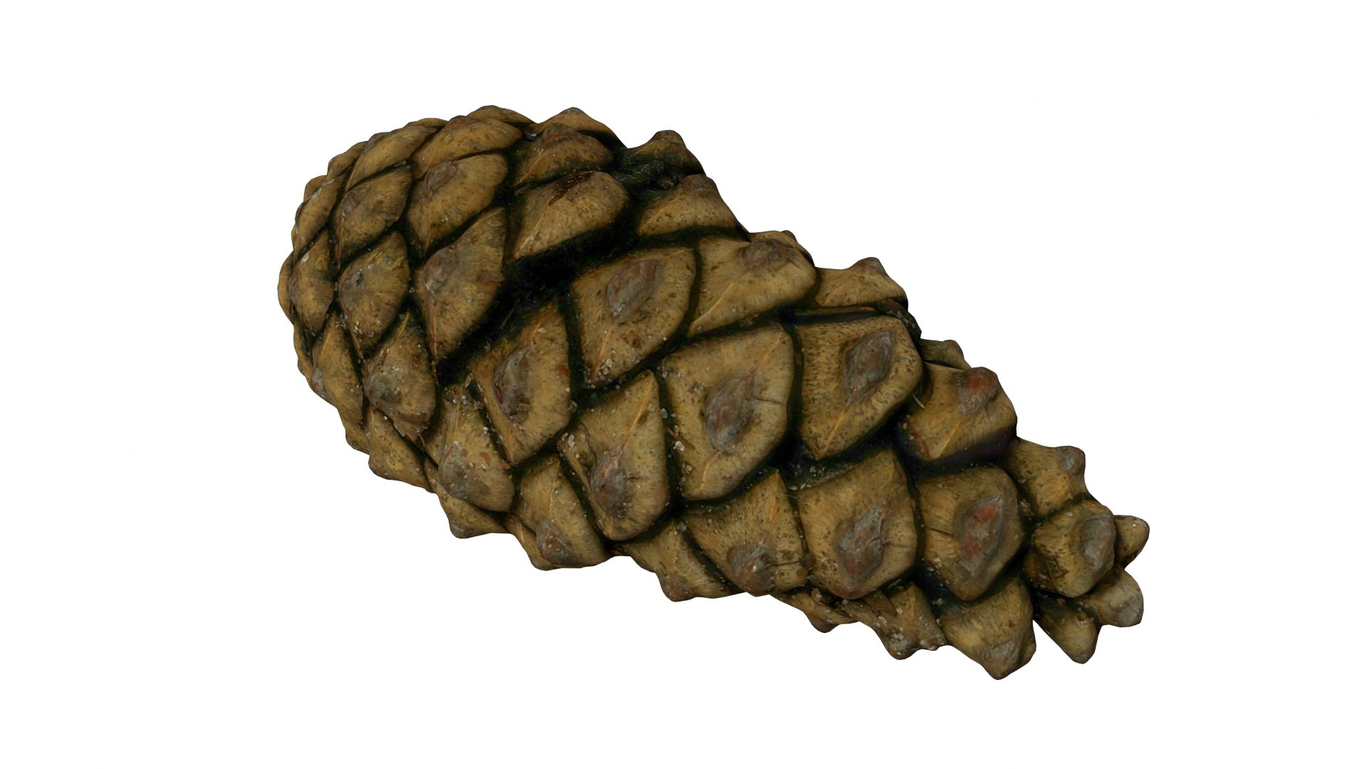 Fir Cones Set 3 3D model https://p.turbosquid.com/ts-thumb/eE/miNcrd/Au/fircone2_preview01/jpg/1645563487/1920x1080/fit_q87/46a1c6cf61f07a543fd4540db22971f93bb04c75/fircone2_preview01.jpg