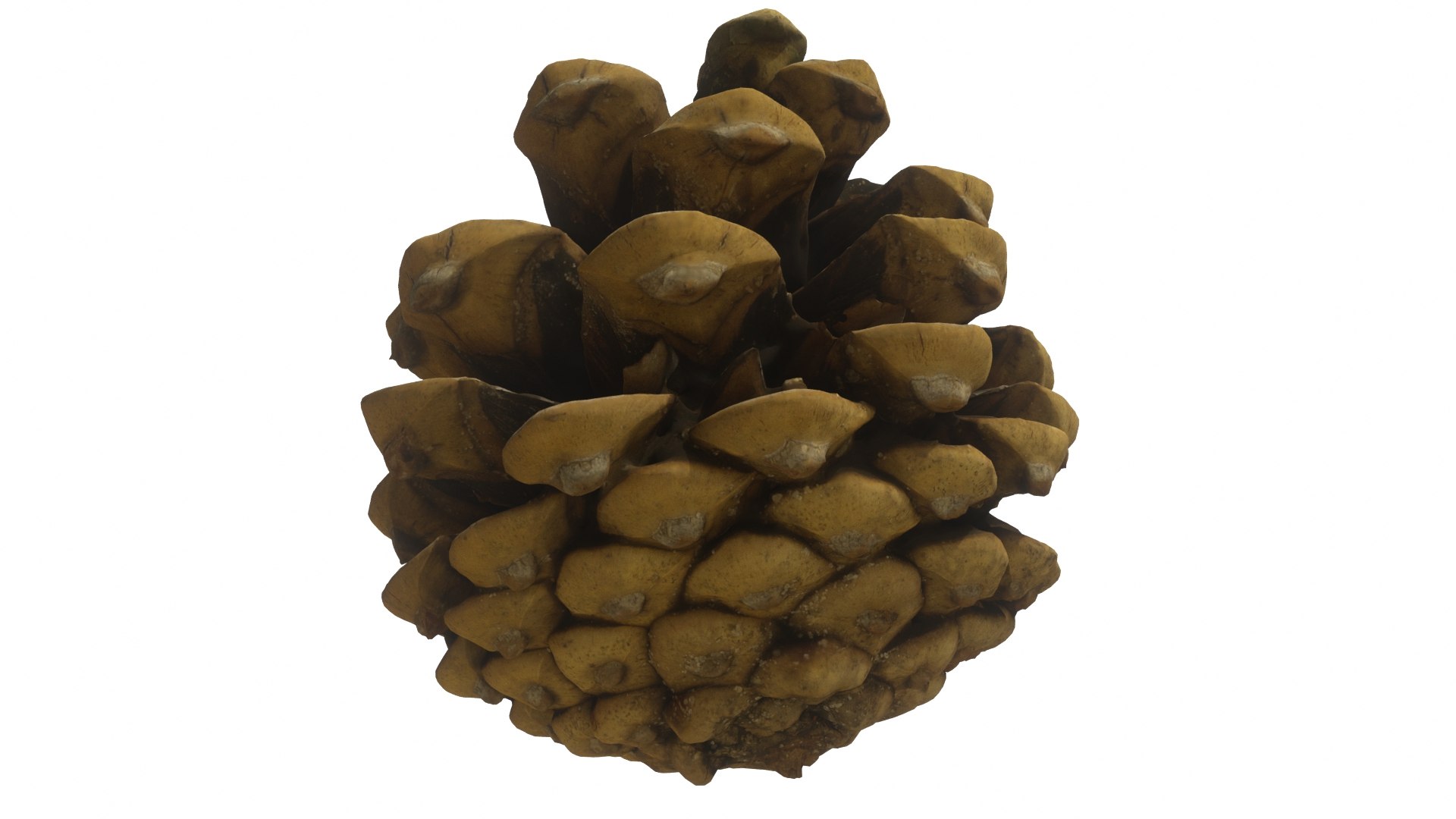 Fir Cones Set 3 3D model https://p.turbosquid.com/ts-thumb/eE/miNcrd/MI/fircone_06_preview05/jpg/1645563588/1920x1080/fit_q87/e413a0b8981c44cb656c7ef128191ccf7018e1ac/fircone_06_preview05.jpg