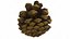 Fir Cones Set 3