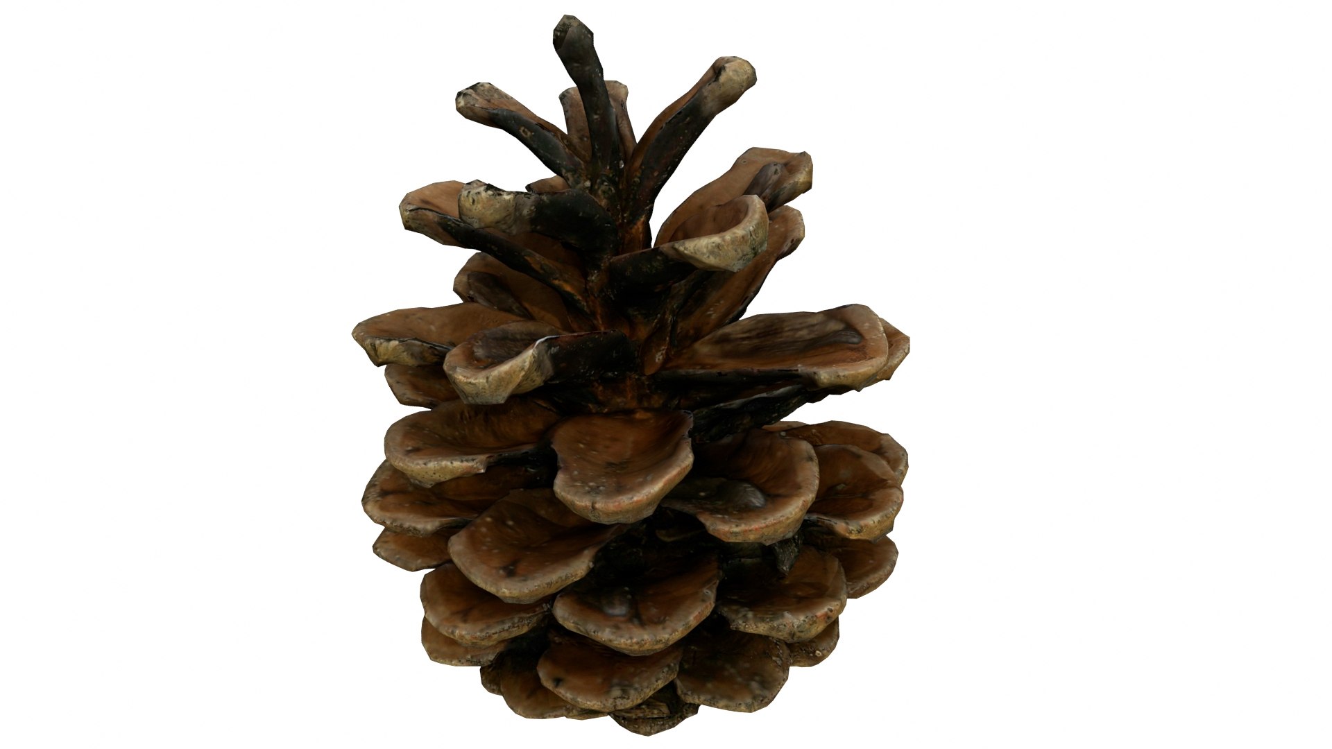 Fir Cones Set 3 3D model https://p.turbosquid.com/ts-thumb/eE/miNcrd/Qj/fircone4_preview07/jpg/1645563551/1920x1080/fit_q87/ada6d1822866ea8f4c6182e158419d528cb08953/fircone4_preview07.jpg
