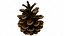 Fir Cones Set 3