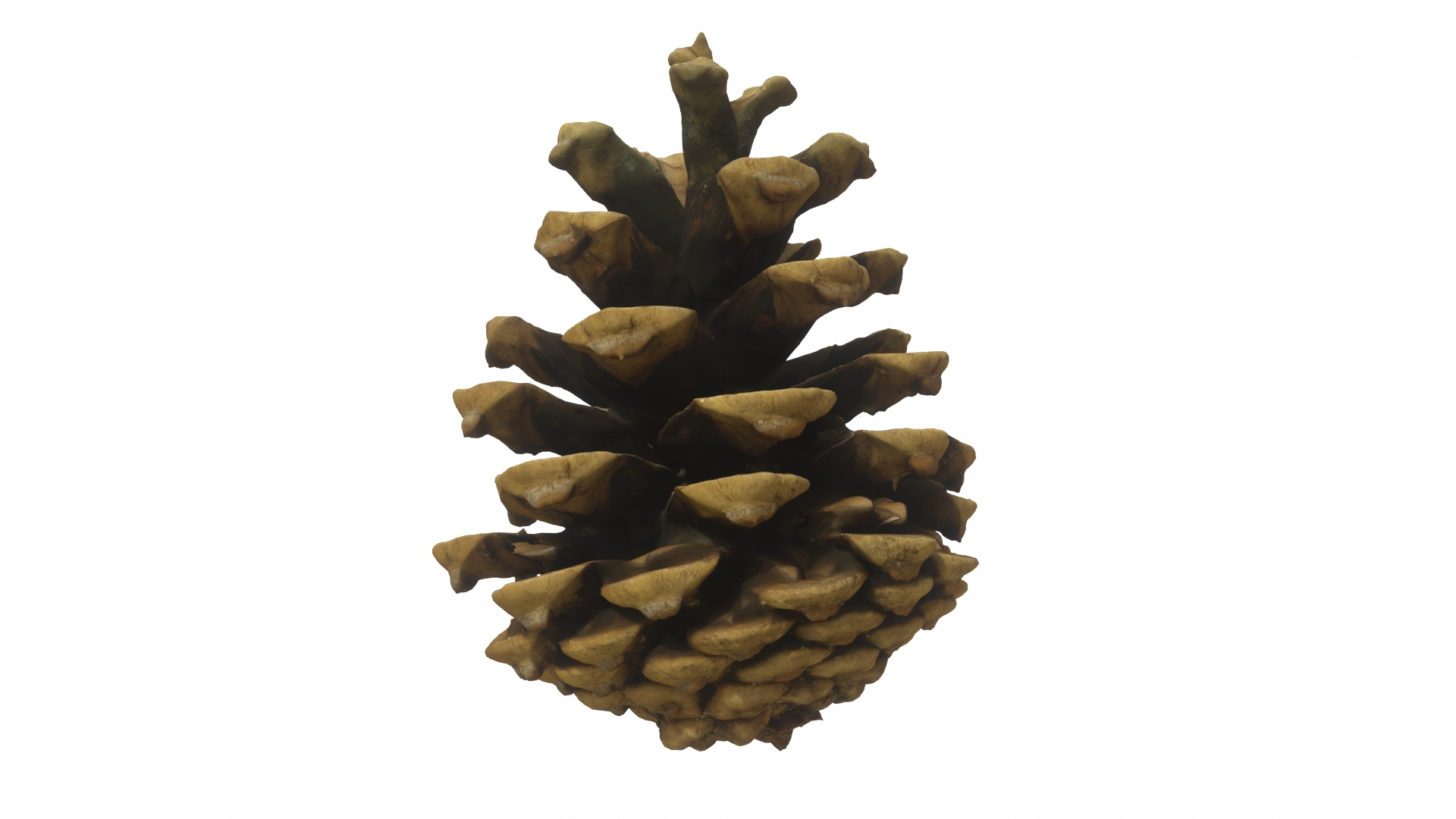 Fir Cones Set 3 3D model https://p.turbosquid.com/ts-thumb/eE/miNcrd/VZ/fircone6/jpg/1645563156/1920x1080/turn_fit_q99/ea4fa56e0db7555bf6d57717c715283b58ff4c63/fircone6-1.jpg