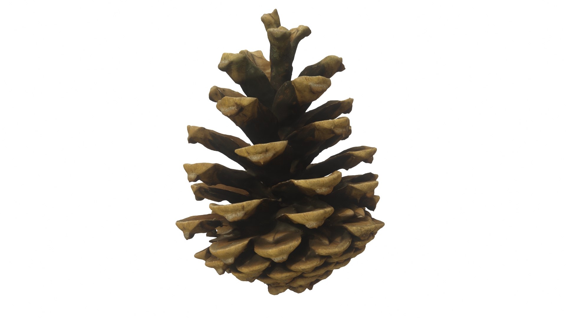 Fir Cones Set 3 3D model https://p.turbosquid.com/ts-thumb/eE/miNcrd/Zs/fircone_06_preview01/jpg/1645563573/1920x1080/fit_q87/90e33e178d087a5a66ae9c80a9d0475679f63d2f/fircone_06_preview01.jpg