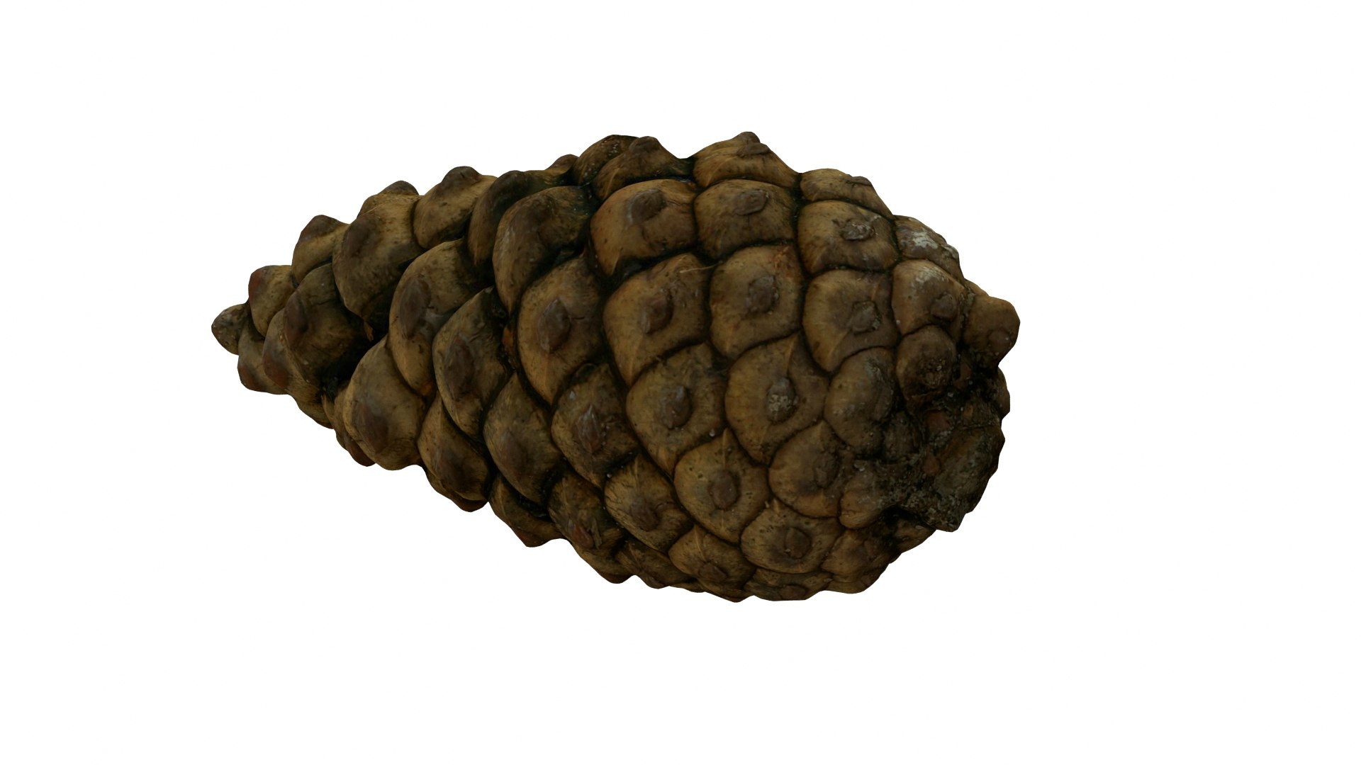 Fir Cones Set 3 3D model https://p.turbosquid.com/ts-thumb/eE/miNcrd/a9/fircone2_preview03/jpg/1645563500/1920x1080/fit_q87/087f29997a6777b1fbecdfe26bae2e3d583b790f/fircone2_preview03.jpg