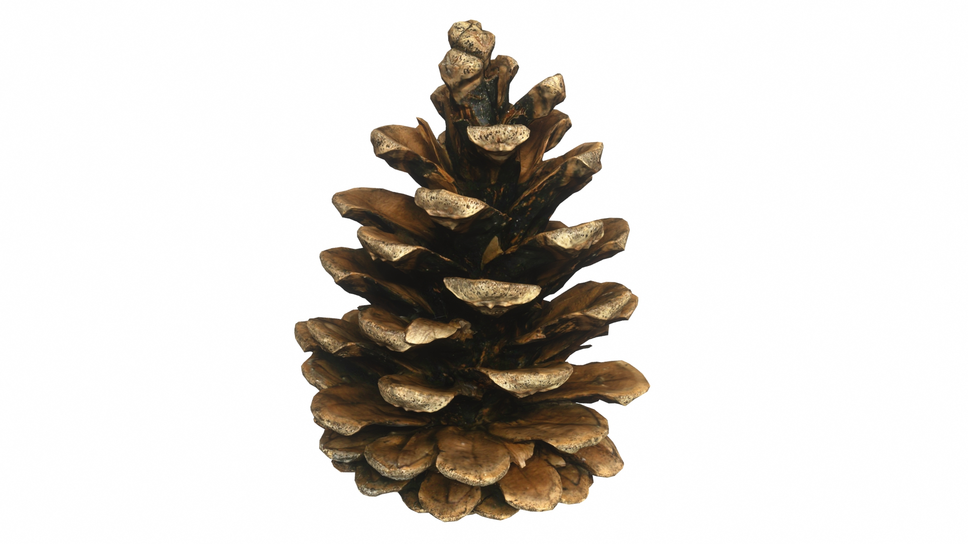 Fir Cones Set 3 3D model https://p.turbosquid.com/ts-thumb/eE/miNcrd/iK/fircone3/jpg/1645562823/1920x1080/turn_fit_q99/f59036de8b8e009d0050cc3cc34364948e6faaa3/fircone3-1.jpg