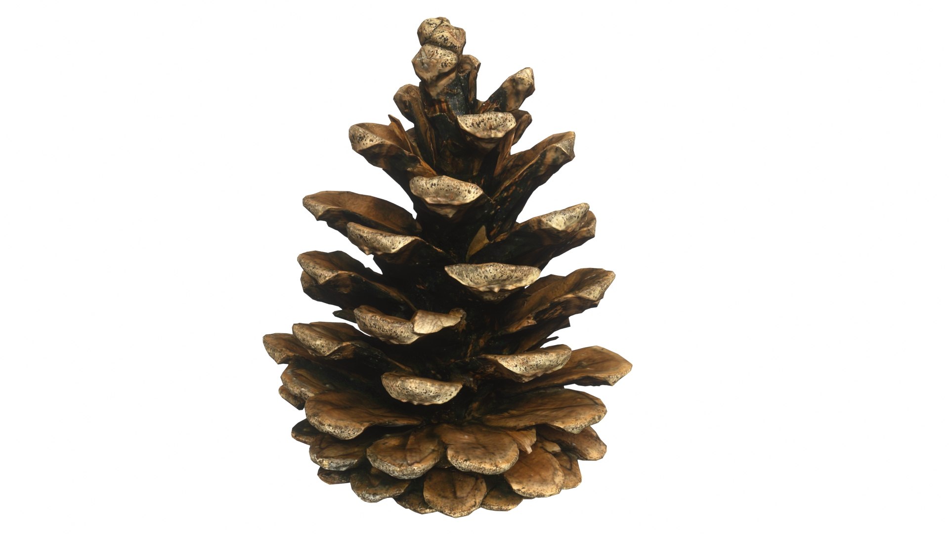 Fir Cones Set 3 3D model https://p.turbosquid.com/ts-thumb/eE/miNcrd/kz/fircone3_preview01/jpg/1645563516/1920x1080/fit_q87/13167493fbc3fffb40bfb60fb84b739406594a0b/fircone3_preview01.jpg