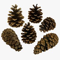 Fir Cones Set 3