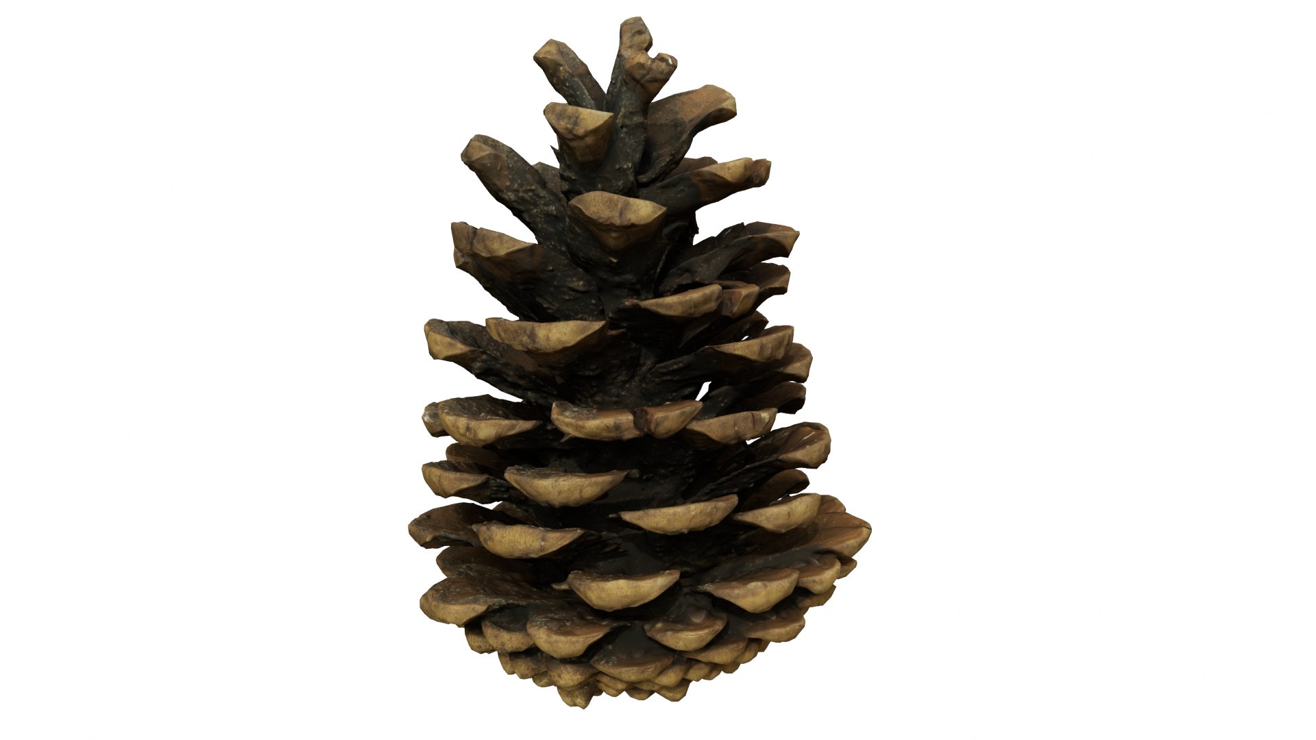 Fir Cones Set 3 3D model https://p.turbosquid.com/ts-thumb/eE/miNcrd/rb/fircone5_preview01/jpg/1645563554/1920x1080/fit_q87/48cebd5dccad9bd1c50268b8b3c552aa8cc75c5a/fircone5_preview01.jpg