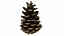 Fir Cones Set 3