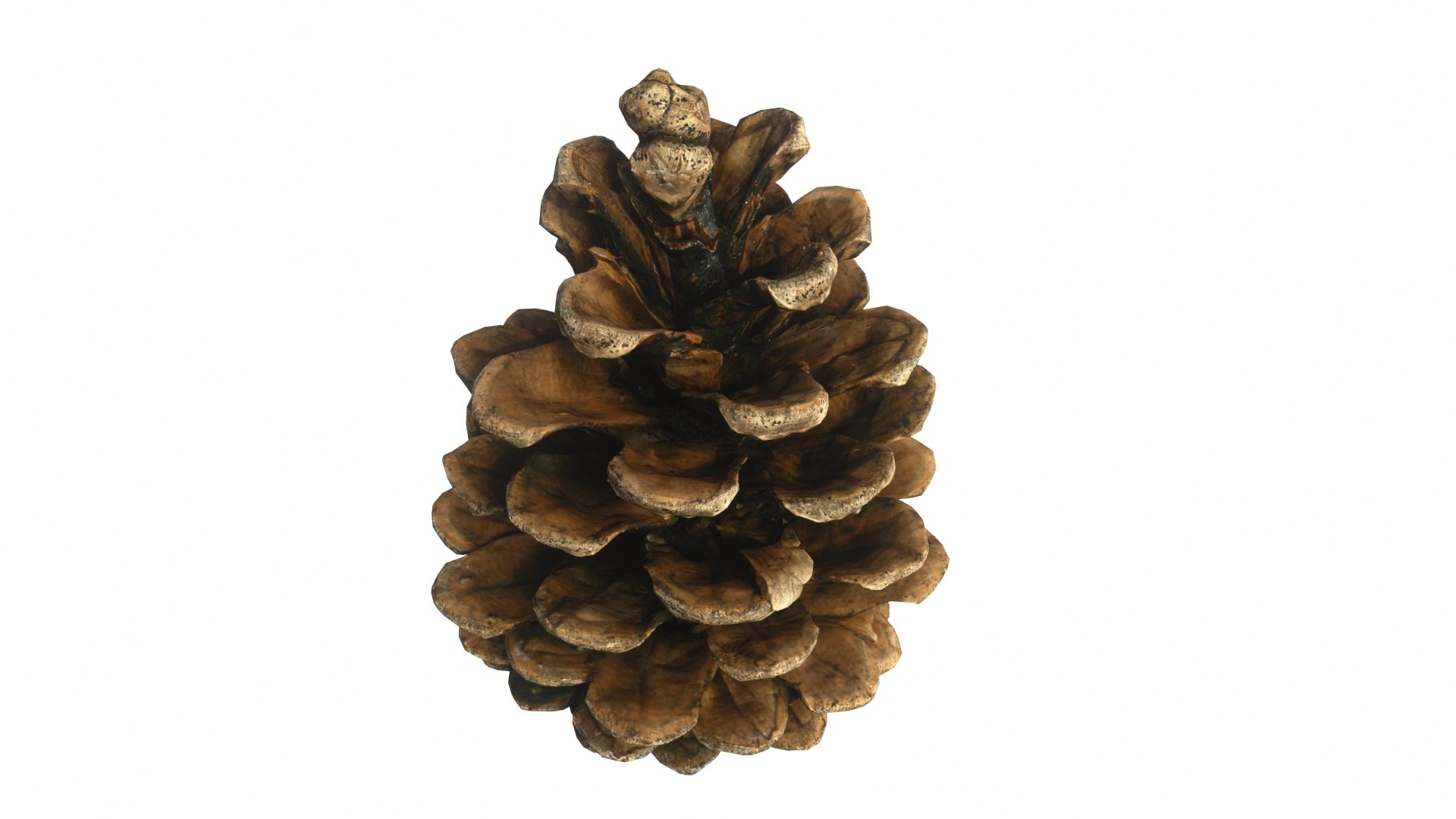 Fir Cones Set 3 3D model https://p.turbosquid.com/ts-thumb/eE/miNcrd/tJ/fircone3_preview04/jpg/1645563536/1920x1080/fit_q87/b4e54d49cfa2735ccb79cee62efb28b13feeee73/fircone3_preview04.jpg