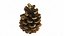 Fir Cones Set 3