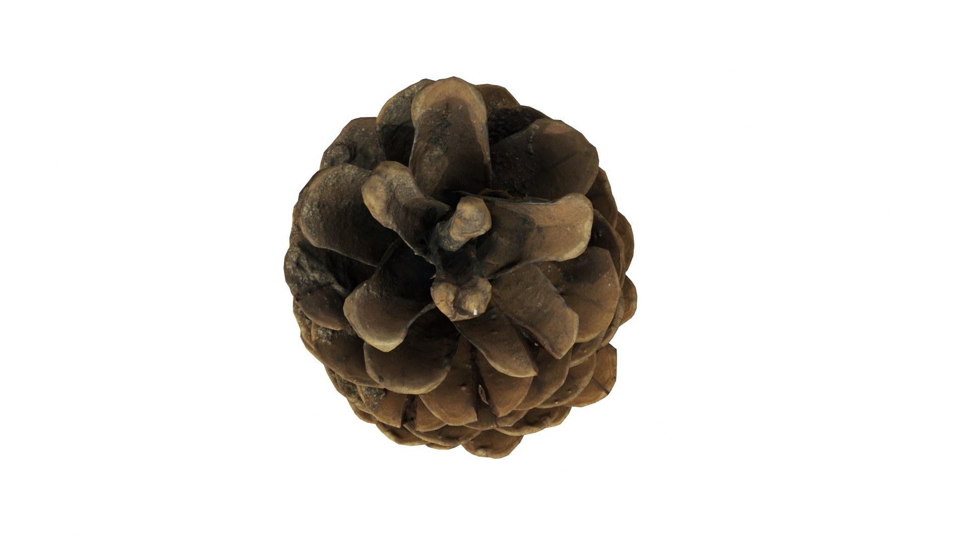 Fir Cones Set 3 3D model https://p.turbosquid.com/ts-thumb/eE/miNcrd/tj/fircone5_preview06/jpg/1645563576/1920x1080/fit_q87/880d19b841326455a1ef55bb11be87f497cabd5e/fircone5_preview06.jpg