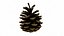 Fir Cones Set 3