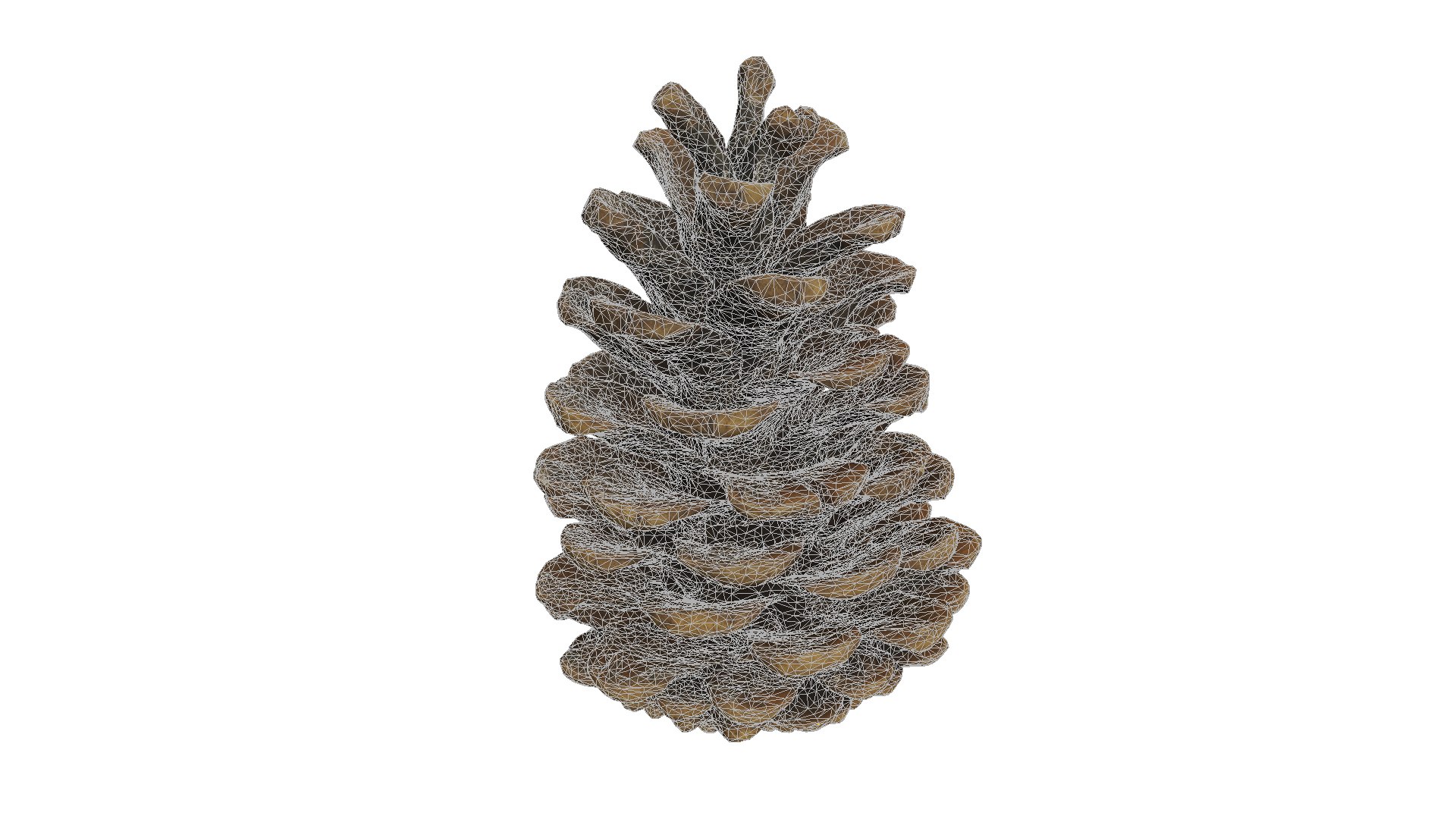 Fir Cones Set 3 3D model https://p.turbosquid.com/ts-thumb/eE/miNcrd/wh/fircone5_wires/jpg/1645563578/1920x1080/fit_q87/b997f1c95bcd1c1ebc6fa2cfd4ff0ad304316c4d/fircone5_wires.jpg