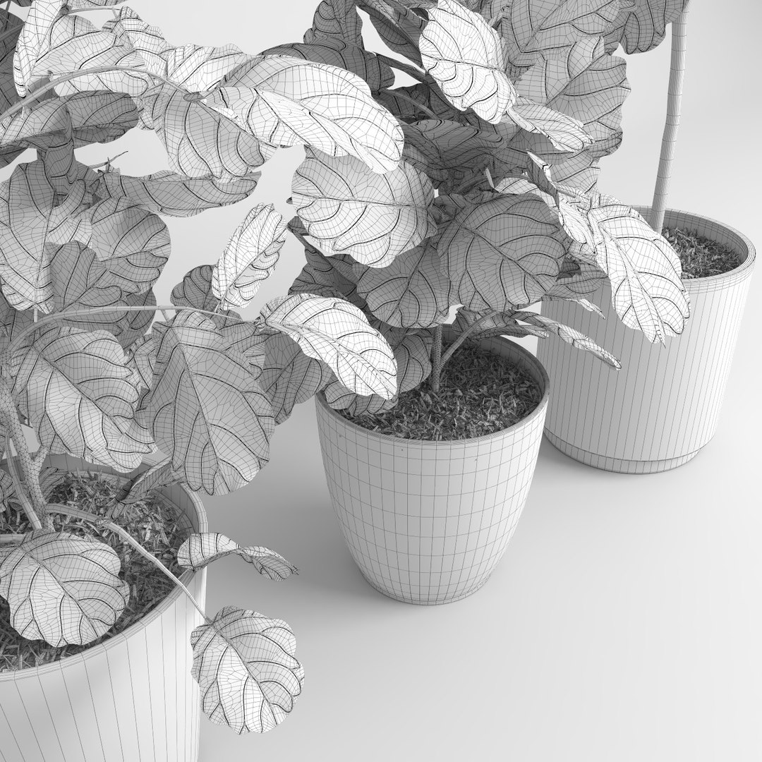 ficus lyrata trees fiddle-leaf 3d model https://p.turbosquid.com/ts-thumb/eE/q7tU7x/79lItaaB/figus_0111/jpg/1476400378/1920x1080/fit_q87/492a20ab40fe58b1ceca3dee245b61ec5f39ea4f/figus_0111.jpg
