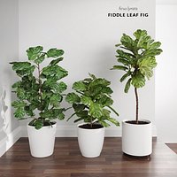 Ficus Lyrata Trees (+GrowFX)