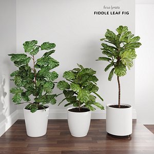 Ficus Lyrata Trees (+GrowFX)