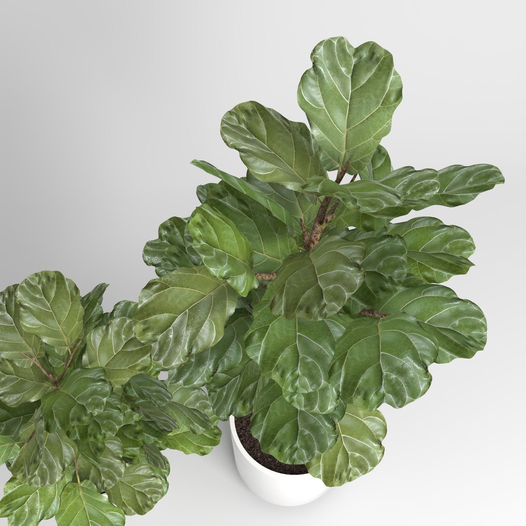ficus lyrata trees fiddle-leaf 3d model https://p.turbosquid.com/ts-thumb/eE/q7tU7x/HbmGpZMu/figus_017/jpg/1476400357/1920x1080/fit_q87/35c757acde0538ffa0c5727dd94c26d094b62e86/figus_017.jpg