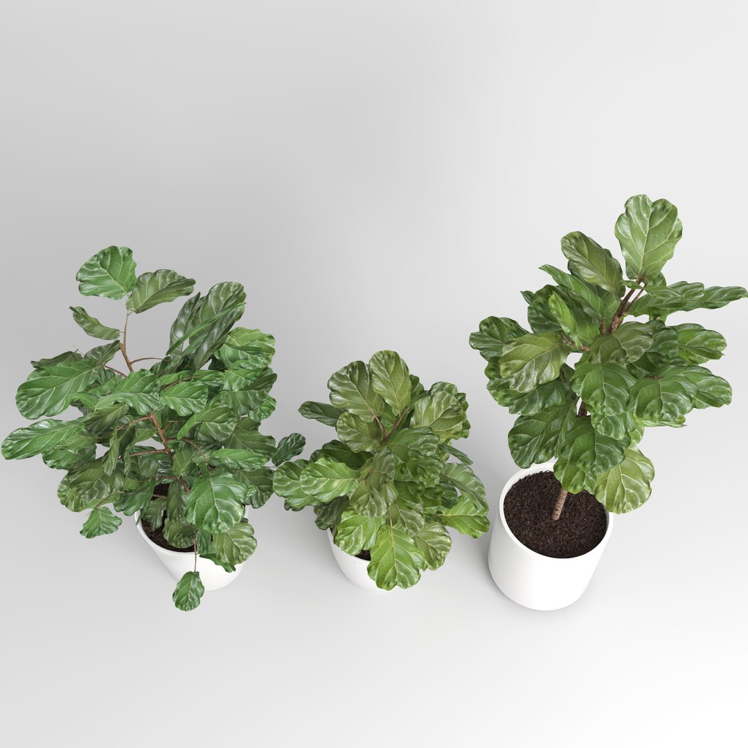 ficus lyrata trees fiddle-leaf 3d model https://p.turbosquid.com/ts-thumb/eE/q7tU7x/Maq5sAzq/figus_015/jpg/1476400357/1920x1080/fit_q87/edb2497c1575f86832556e6d1af3fb1c96ff3bfe/figus_015.jpg