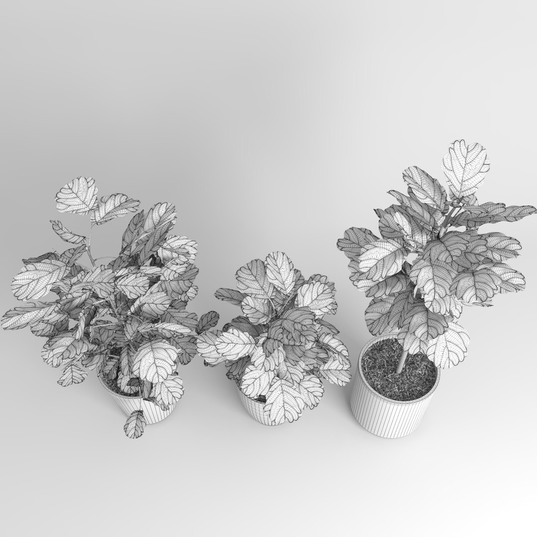 ficus lyrata trees fiddle-leaf 3d model https://p.turbosquid.com/ts-thumb/eE/q7tU7x/SgXLdcnp/figus_0110/jpg/1476400368/1920x1080/fit_q87/b14061124d8ab32e737a0bf8b8595690b1db01bc/figus_0110.jpg