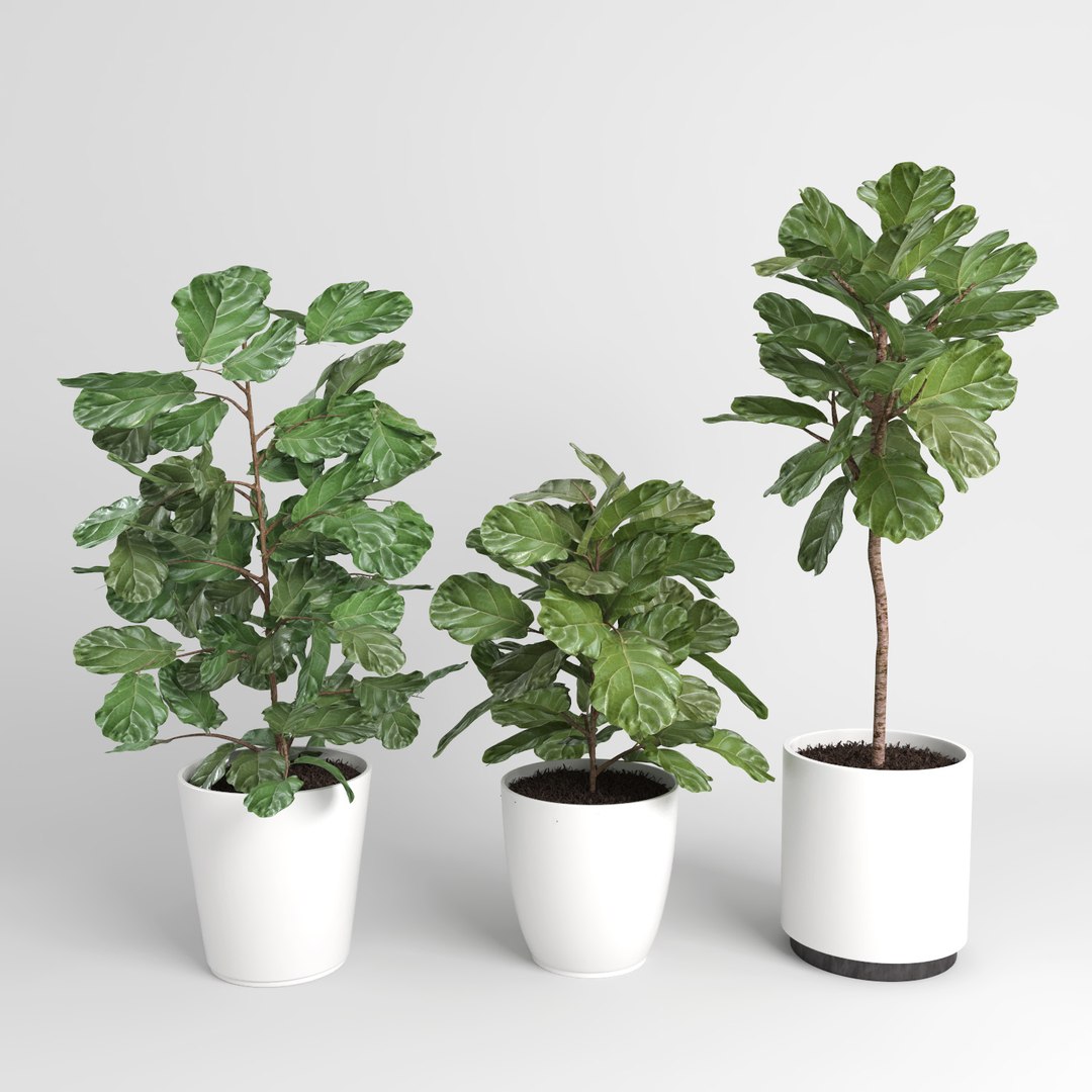 ficus lyrata trees fiddle-leaf 3d model https://p.turbosquid.com/ts-thumb/eE/q7tU7x/YTWNXTpV/figus_013/jpg/1476400350/1920x1080/fit_q87/816100204d08b5b9d1cb5461a209e409b6652651/figus_013.jpg
