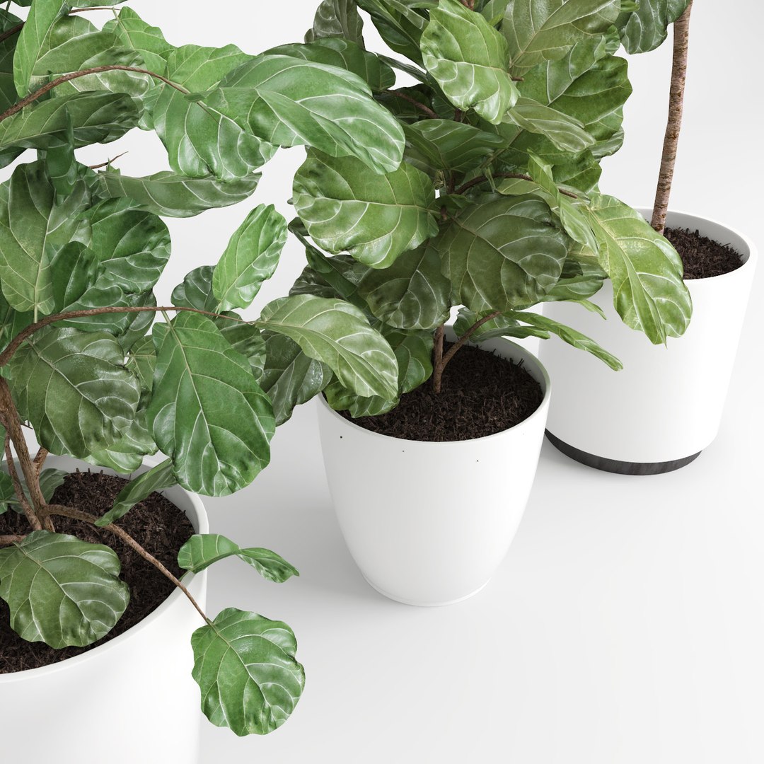 ficus lyrata trees fiddle-leaf 3d model https://p.turbosquid.com/ts-thumb/eE/q7tU7x/cRdabNbX/figus_016/jpg/1476400357/1920x1080/fit_q87/84871994ee6806a2e85517e4198f7366b315685f/figus_016.jpg