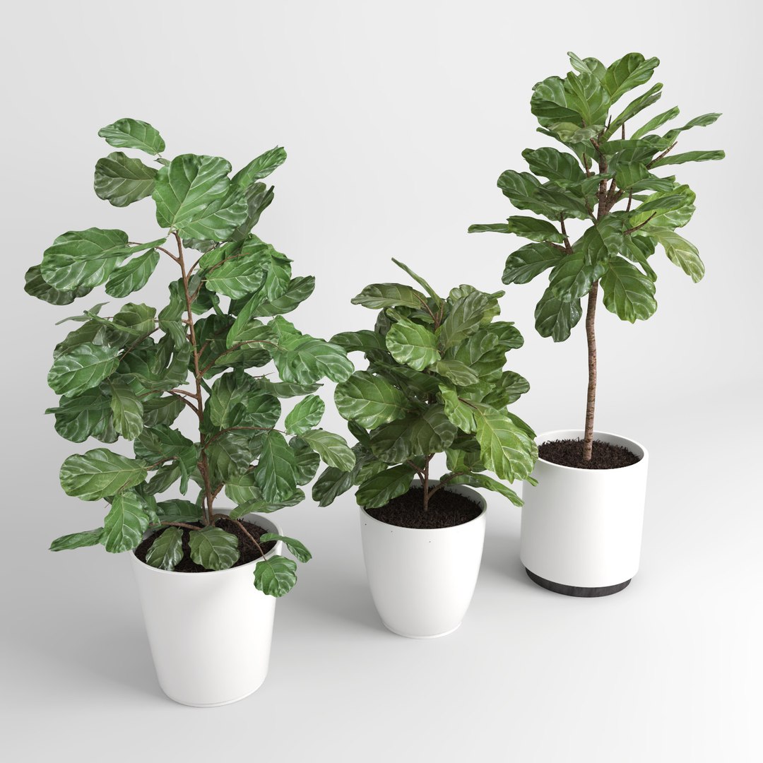 ficus lyrata trees fiddle-leaf 3d model https://p.turbosquid.com/ts-thumb/eE/q7tU7x/dZ46O9q9/figus_012/jpg/1476400350/1920x1080/fit_q87/8b155f6eaa949d401028200da933b0d56c9ac214/figus_012.jpg