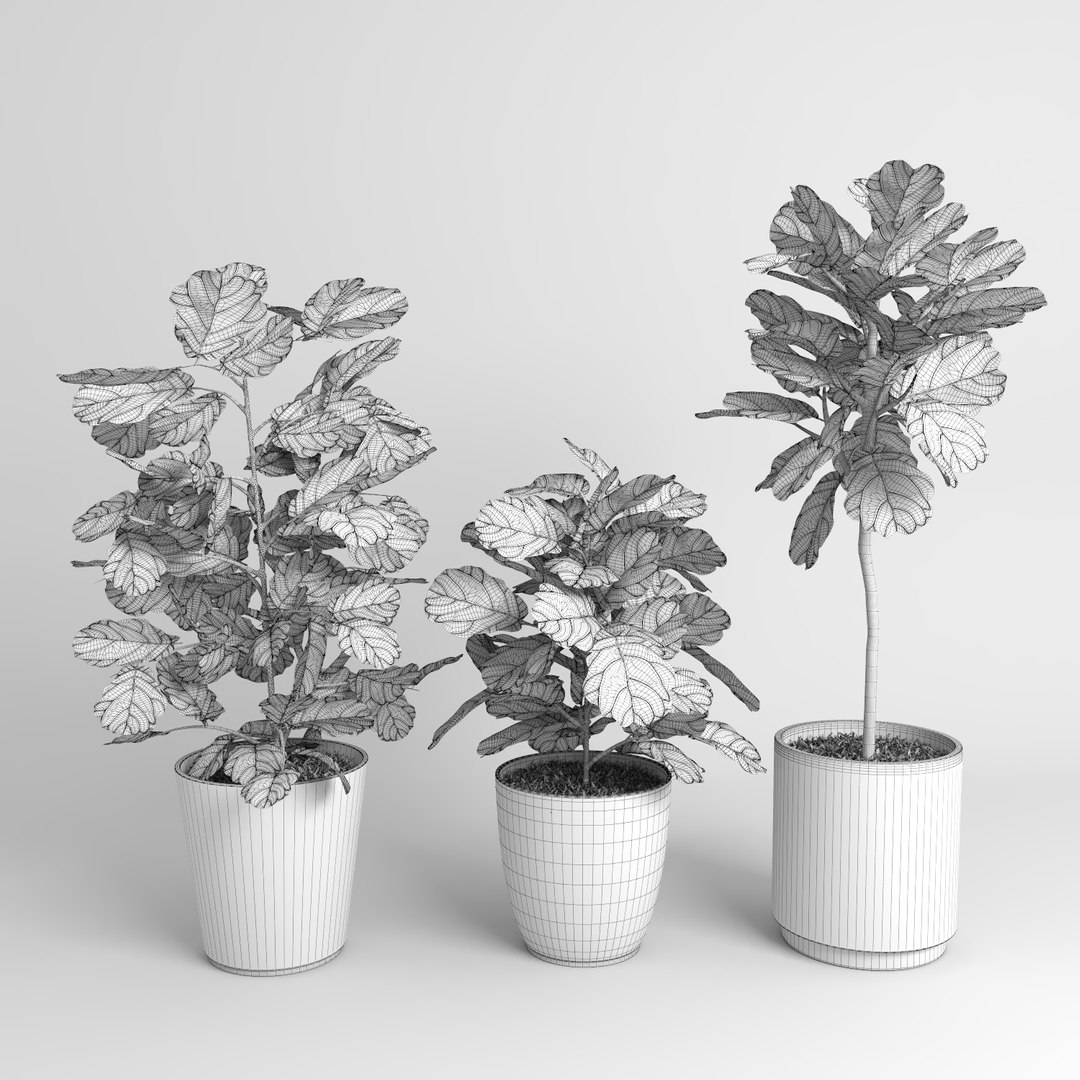ficus lyrata trees fiddle-leaf 3d model https://p.turbosquid.com/ts-thumb/eE/q7tU7x/jiR2KHNr/figus_019/jpg/1476400368/1920x1080/fit_q87/6a88a40a05bf85eb02eadbc530f8944587ba3069/figus_019.jpg