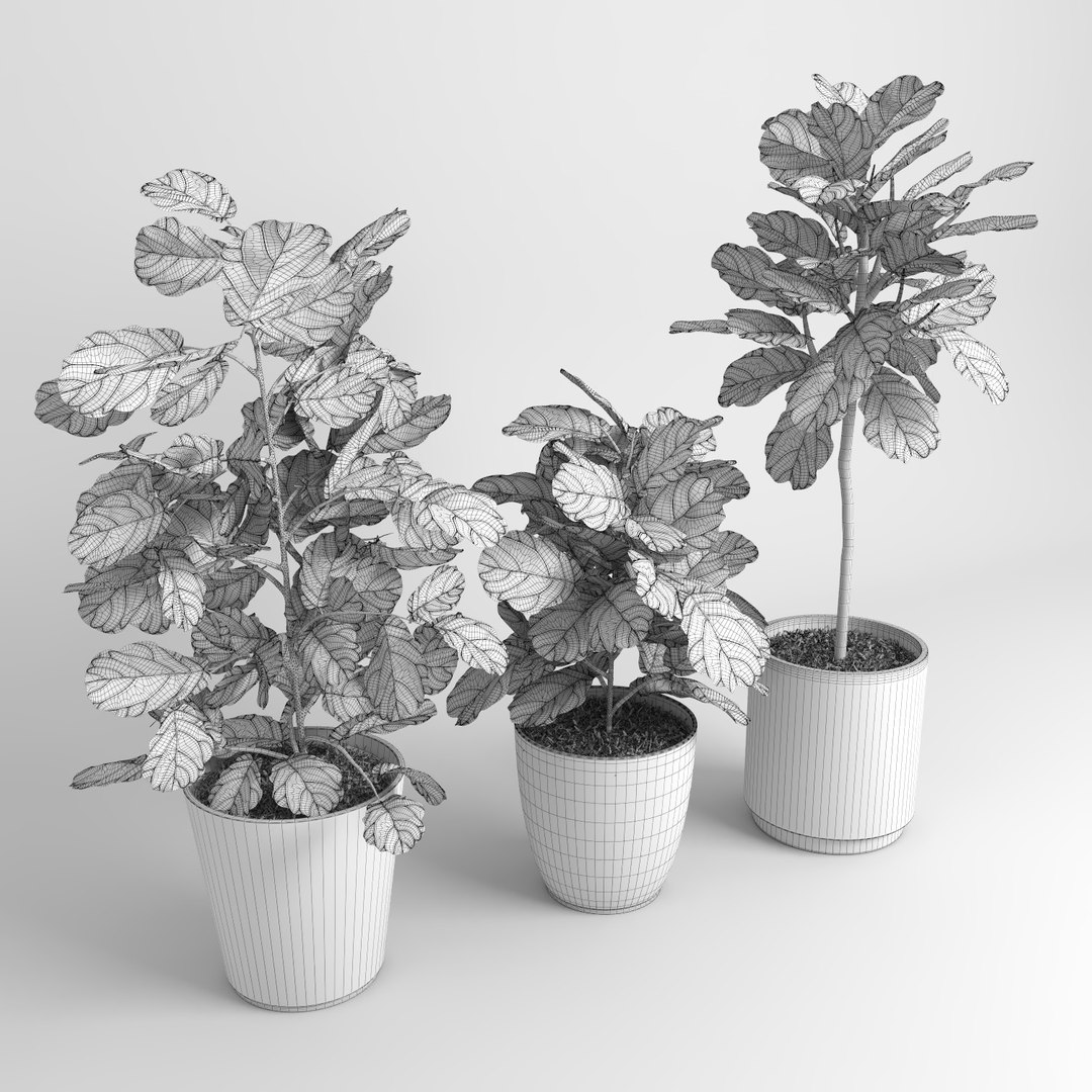 ficus lyrata trees fiddle-leaf 3d model https://p.turbosquid.com/ts-thumb/eE/q7tU7x/nf68sKRN/figus_018/jpg/1476400368/1920x1080/fit_q87/60872d8f15fd081b7a7efec3559501f2b5538e2c/figus_018.jpg