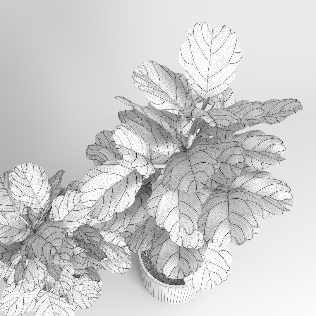 ficus lyrata trees fiddle-leaf 3d model https://p.turbosquid.com/ts-thumb/eE/q7tU7x/tqFOIOF8/figus_0112/jpg/1476400378/1920x1080/fit_q87/26787b6b03f42d8a47c9c7054ee61efcd68707ab/figus_0112.jpg