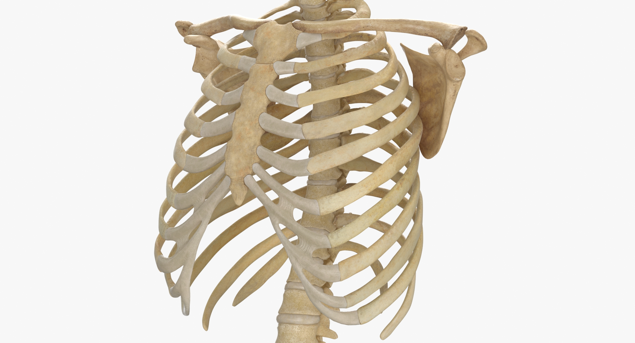 Human rib cage spine 3D model TurboSquid 1657167