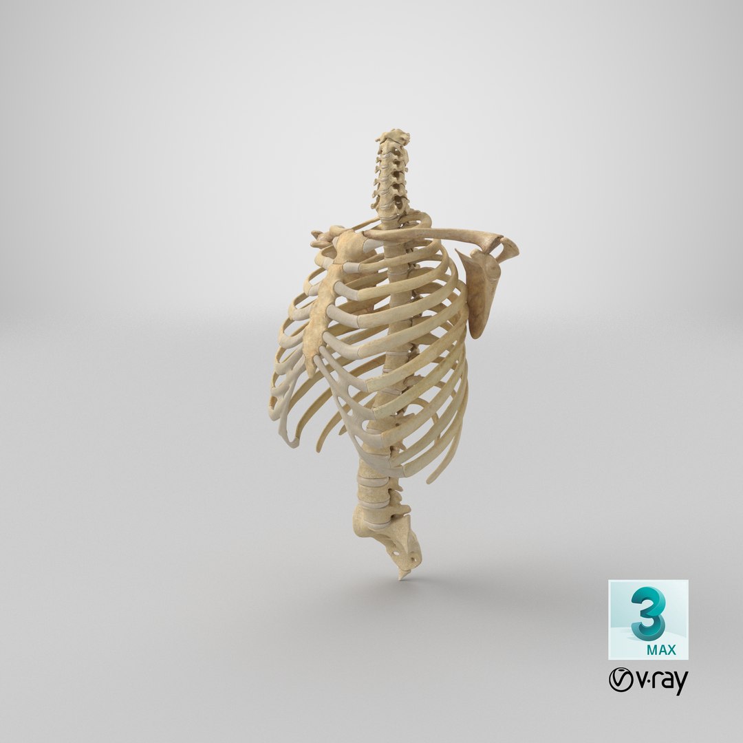 human rib cage spine 3D model https://p.turbosquid.com/ts-thumb/eE/u24UFz/GT/stemcell_max_vray_render/png/1660075502/1920x1080/fit_q87/58b7b2496a771ea8b1e18a3c404431579eb2b5ee/stemcell_max_vray_render.jpg